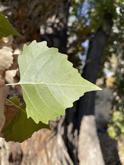 Populus fremontii