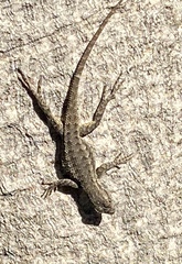 Sceloporus occidentalis
