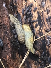 Limacus