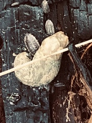 Limacus
