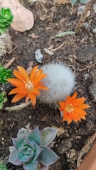 Rebutia