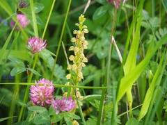 Orchis anthropophora