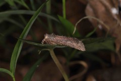Condica illecta