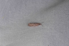 Culladia hastiferalis