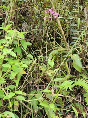Epidendrum calanthum
