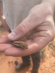 Ctenophorus spinodomus