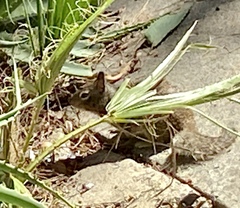 Otospermophilus beecheyi