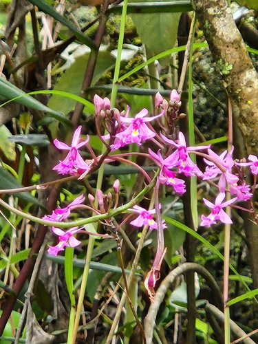 Image of Epidendrum calanthum by (c) Jo Roberts, some rights reserved (CC BY)