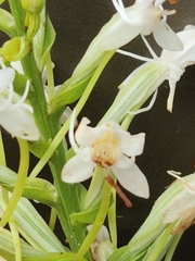 Habenaria monorrhiza