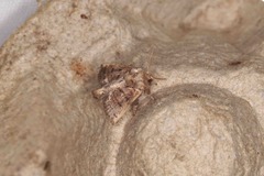 Orthocraspeda furva