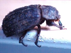 Trogidae