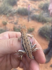 Ctenophorus spinodomus