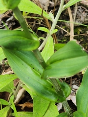 Habenaria monorrhiza