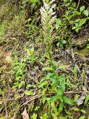 Habenaria monorrhiza