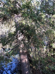 Chamaecyparis thyoides