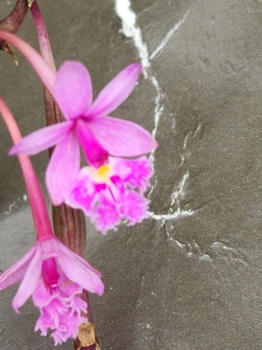 Image of Epidendrum calanthum by (c) Jo Roberts, some rights reserved (CC BY)