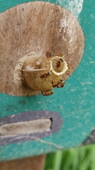 Tetragonisca angustula