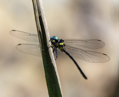 Eusynthemis nigra