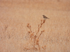 Oenanthe hispanica