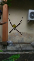 Argiope appensa