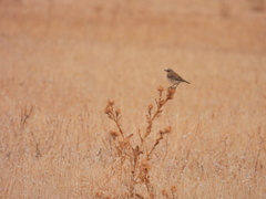 Oenanthe hispanica