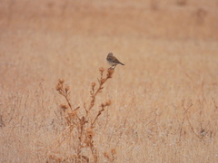 Oenanthe hispanica