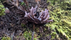 Ramaria violaceibrunnea