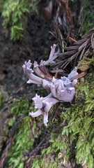 Ramaria violaceibrunnea