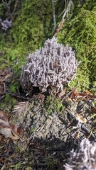 Ramaria violaceibrunnea