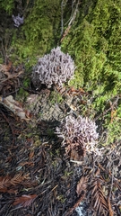 Ramaria violaceibrunnea