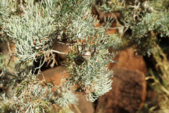 Callitris glaucophylla