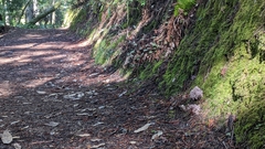 Ramaria violaceibrunnea