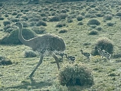 Rhea pennata