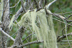 Alectoria sarmentosa