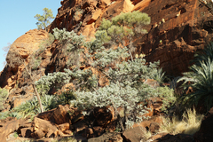 Callitris glaucophylla