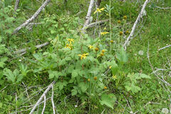 Rudbeckia laciniata