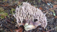 Ramaria violaceibrunnea