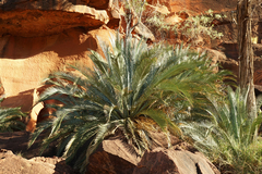 Macrozamia macdonnellii