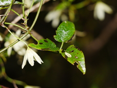 Clematis foetida