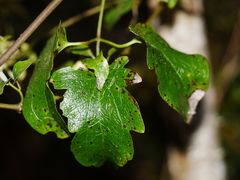Clematis foetida