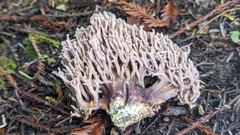 Ramaria violaceibrunnea