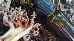 Ramaria violaceibrunnea