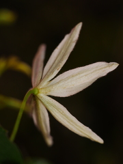 Clematis foetida
