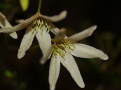 Clematis foetida