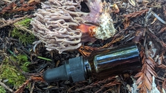 Ramaria violaceibrunnea