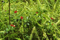 Pinochia corymbosa portoricensis