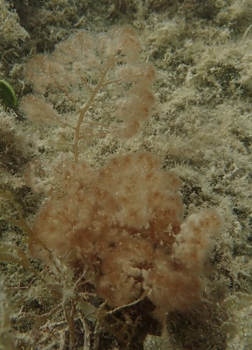 Heterosiphonia gibbesii observed 2022-11-18