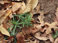 Dichanthelium laxiflorum
