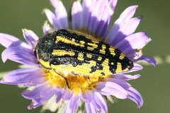 Acmaeodera amplicollis