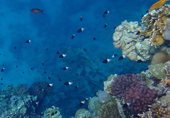 Pycnochromis dimidiatus
